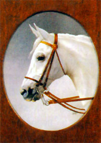 Голова арабской лошади. Е. Ципулипа-Турчина