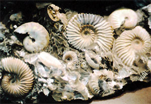 Фрагмент морского дна с раковинами аммонитов. Меловой период.