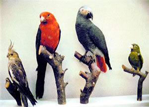 Фрагменты орнитологической экспозиции